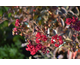 Lagerstroemia indica Double Feature