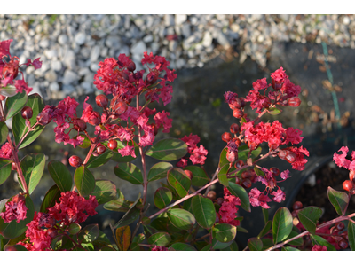 Lagerstroemia indica