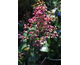 Lagerstroemia indica Berry Dazzle ®
