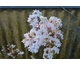 Lagerstroemia indica Bianco Grassi