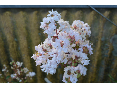 Lagerstroemia indica