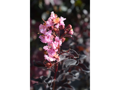 Lagerstroemia indica