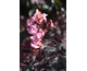 Lagerstroemia indica Black Solitaire Blush