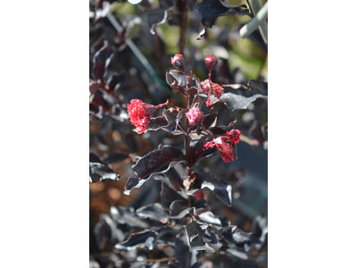 Lagerstroemia indica