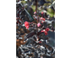Lagerstroemia indica Black Solitaire Red Hot