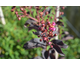 Lagerstroemia indica Black Solitaire Shell Pink