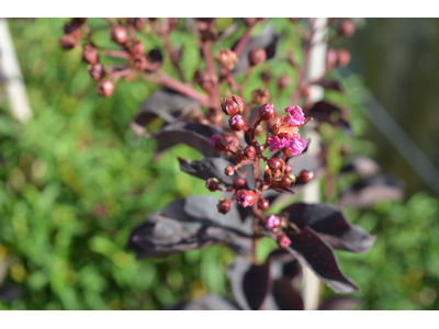 Lagerstroemia indica