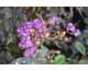 Lagerstroemia indica Bouquet Plum