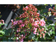 Lagerstroemia indica Magic Coral ® PW