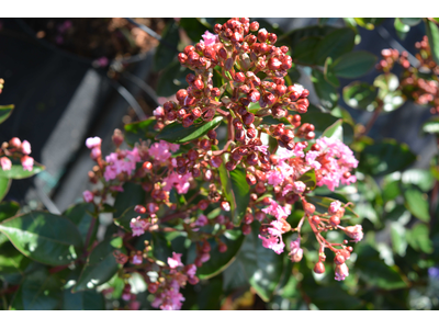 Lagerstroemia indica