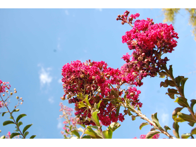 Lagerstroemia indica