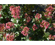 Lagerstroemia indica Enduring Pink ®