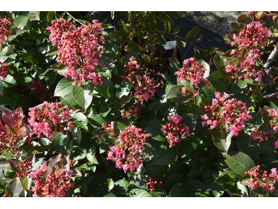 Lagerstroemia indica