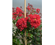 Lagerstroemia indica Enduring Red