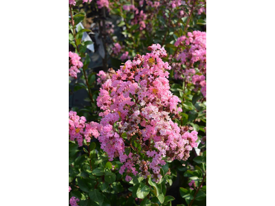 Lagerstroemia indica