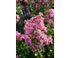 Lagerstroemia indica Eveline