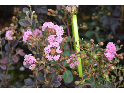 Lagerstroemia indica