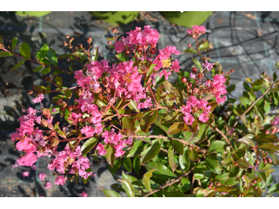 Lagerstroemia indica