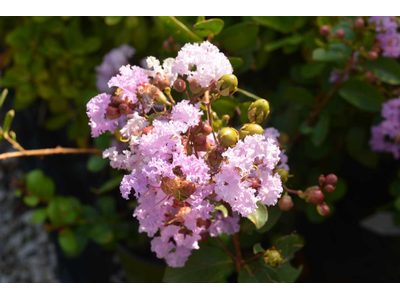 Lagerstroemia indica