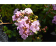 Lagerstroemia indica Indya Charms ® Camaieu d'Ete