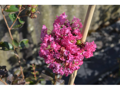 Lagerstroemia indica