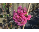 Lagerstroemia indica Indya Charms ® Fuchsia d'Ete