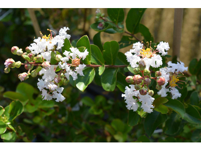 Lagerstroemia indica