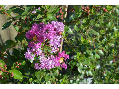 Lagerstroemia indica