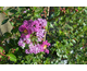 Lagerstroemia indica Indya Charms ® Violet d'Ete