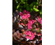 Lagerstroemia indica Indya Charms ® Braise d'Ete