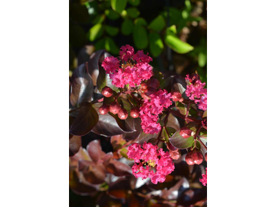 Lagerstroemia indica