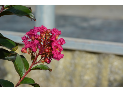 Lagerstroemia indica