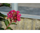 Lagerstroemia indica Magic Plum ® PW