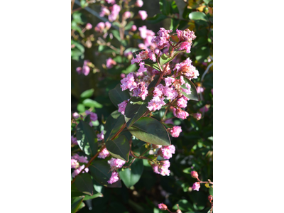 Lagerstroemia indica