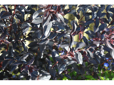 Lagerstroemia indica