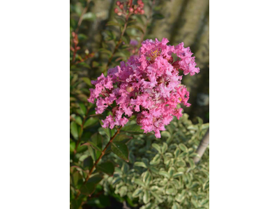 Lagerstroemia indica