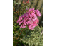 Lagerstroemia indica Petite Pink