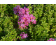 Lagerstroemia indica Plum All the Best