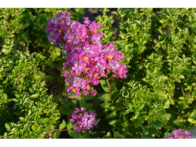 Lagerstroemia indica