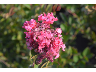 Lagerstroemia indica