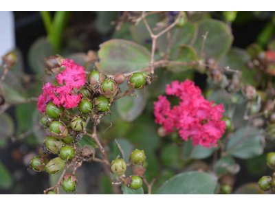 Lagerstroemia indica