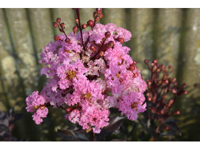 Lagerstroemia indica