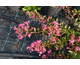 Lagerstroemia indica Rubra Repens