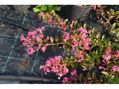 Lagerstroemia indica