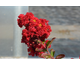 Lagerstroemia indica Ruffled Red Magic