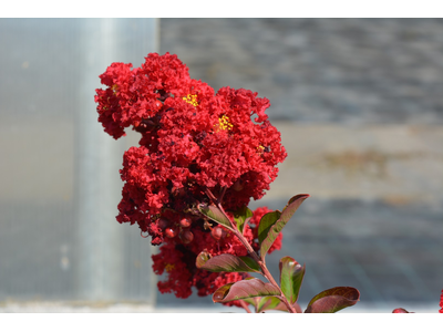 Lagerstroemia indica