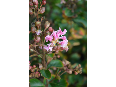 Lagerstroemia indica