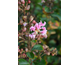 Lagerstroemia indica Seminole