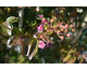 Lagerstroemia indica Tonto