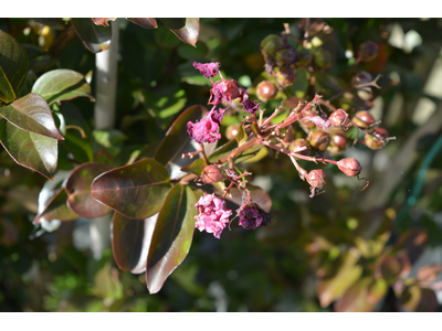 Lagerstroemia indica